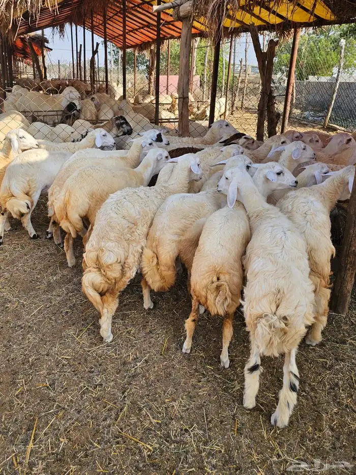 رخال حريات 8