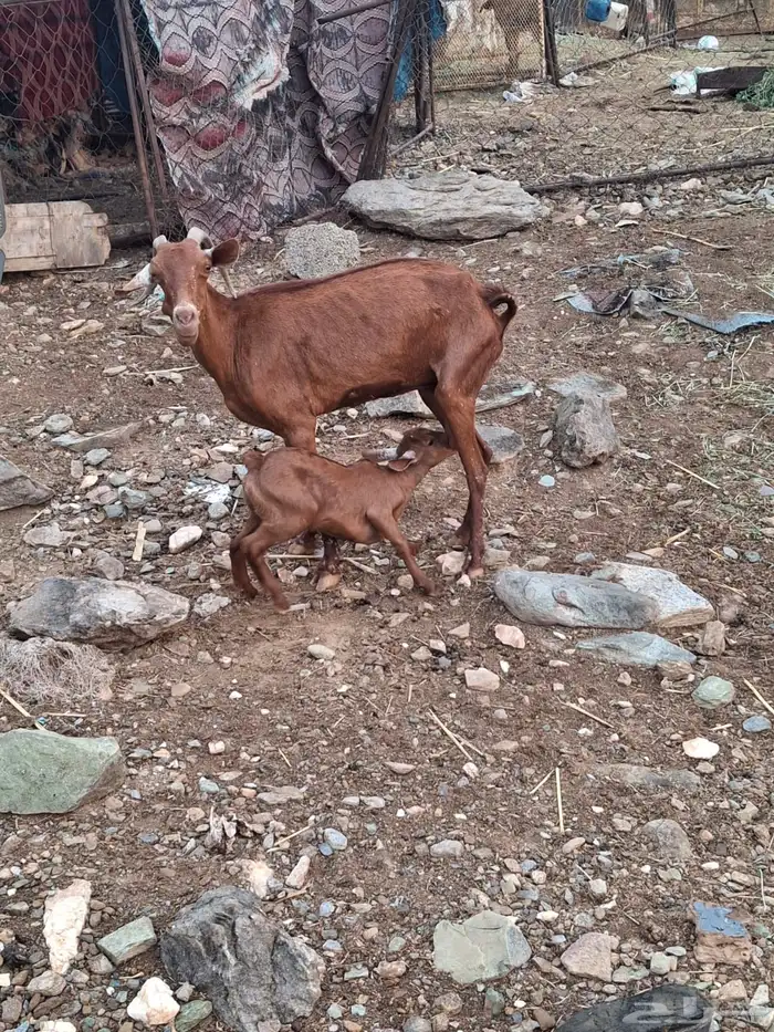 شاه معها أنثى 1