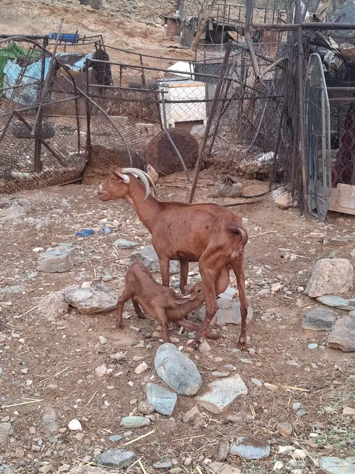 شاه معها أنثى 0