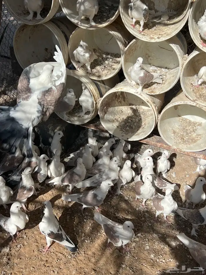 حمام حب الرمان منتج 6