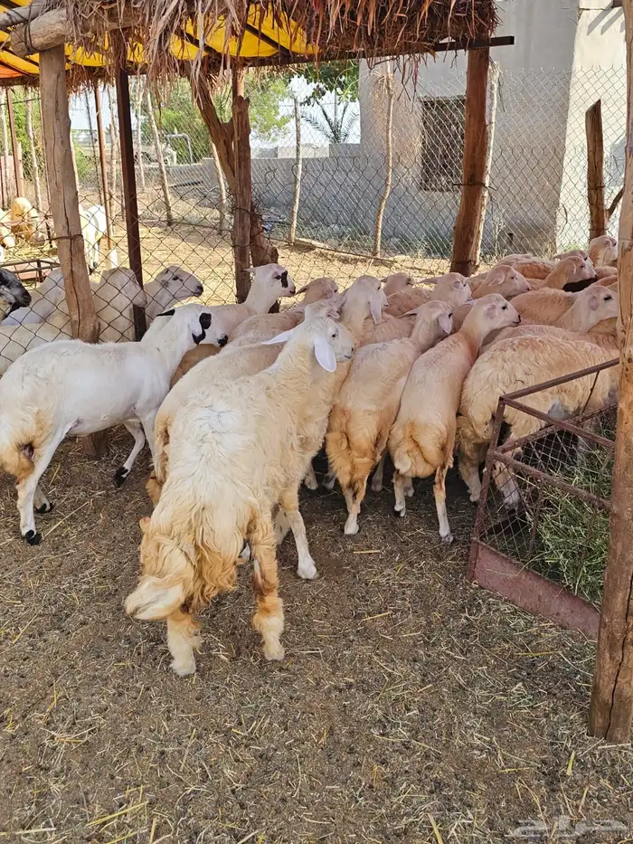 رخال حريات 6