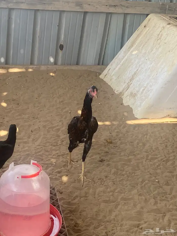 دجاج باكستاني 5