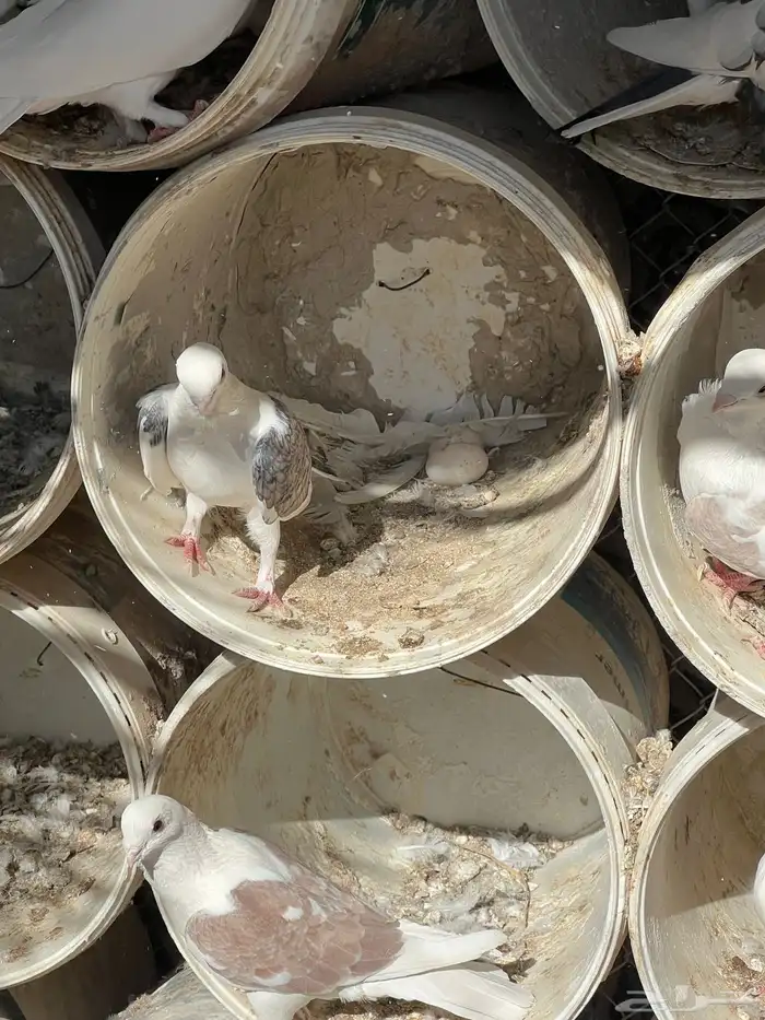 حمام حب الرمان منتج 7