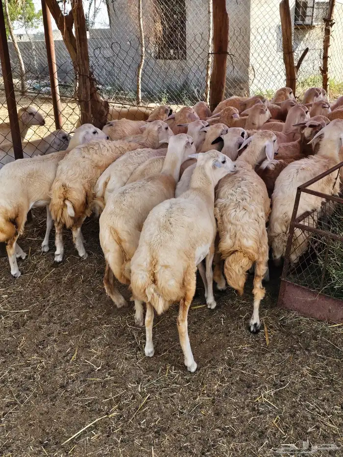 رخال حريات 7