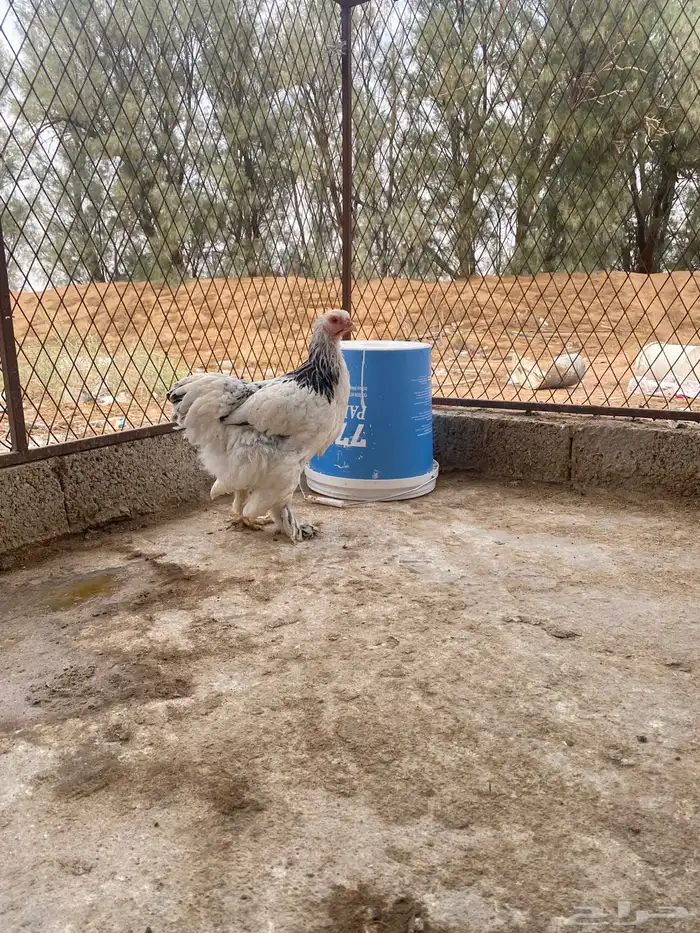 دجاج براهما وسبرايت 11