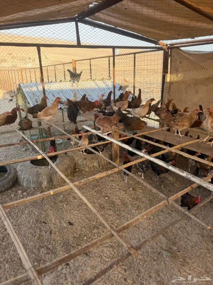 دجاج بلدي بياض 0