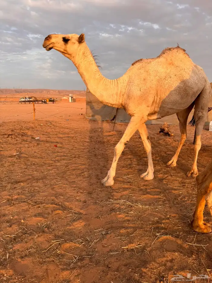 بكره جذعه شقحا باتليه 1