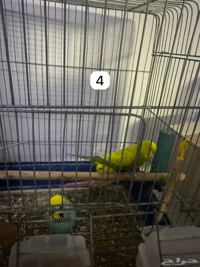 اربع ازواج بادجي منتجه مكينه انتاج و فروخ بادجي (تمم البيع) 9