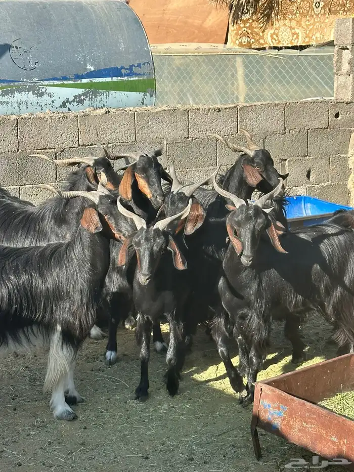 ماعز دغس فواخر 7