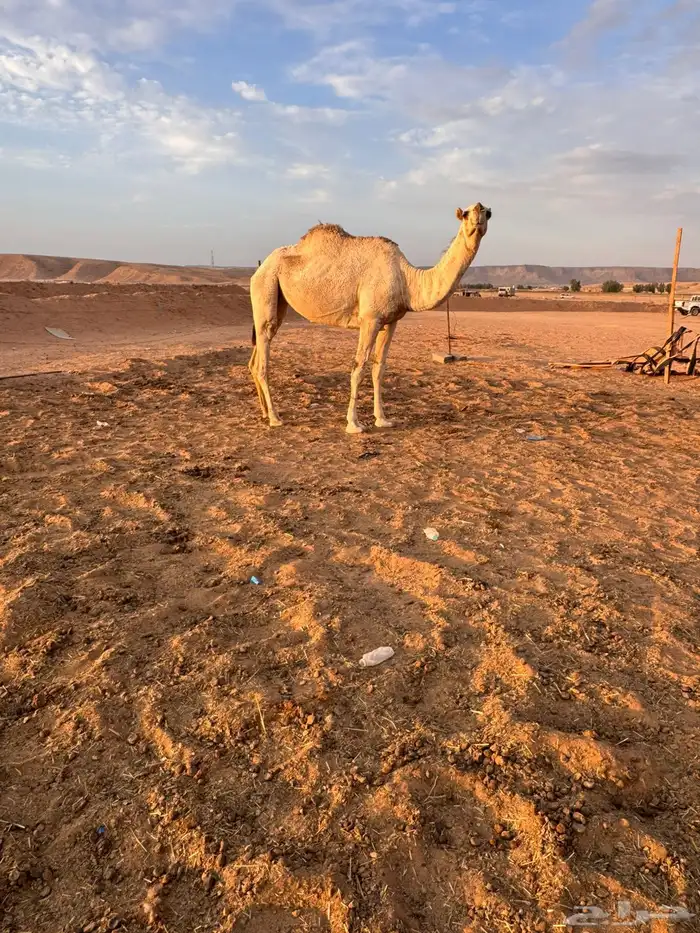 بكره جذعه شقحا باتليه 0