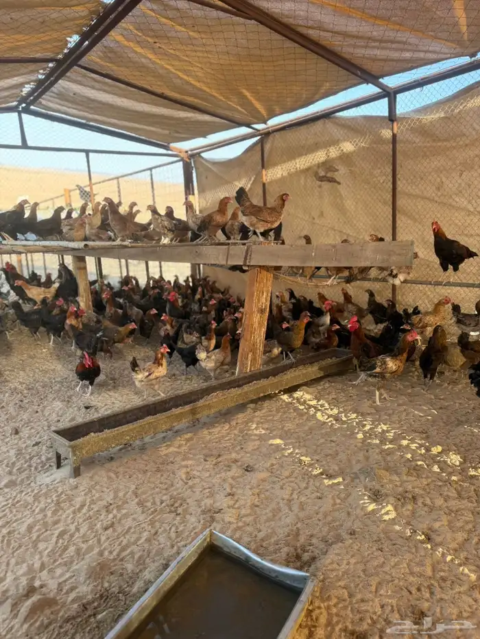 دجاج بلدي بياض 2