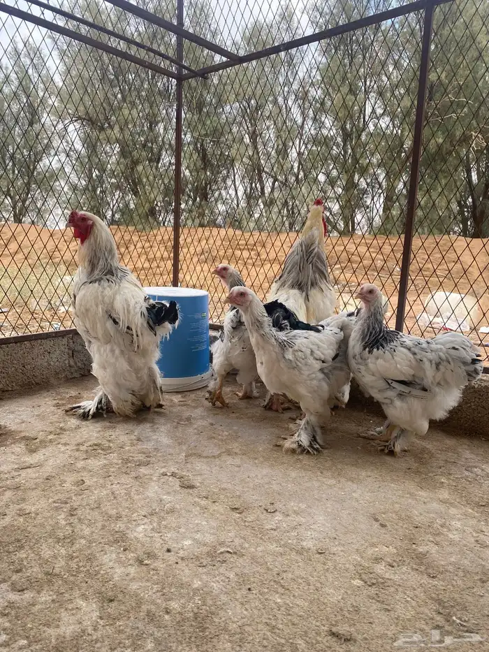 دجاج براهما وسبرايت 2