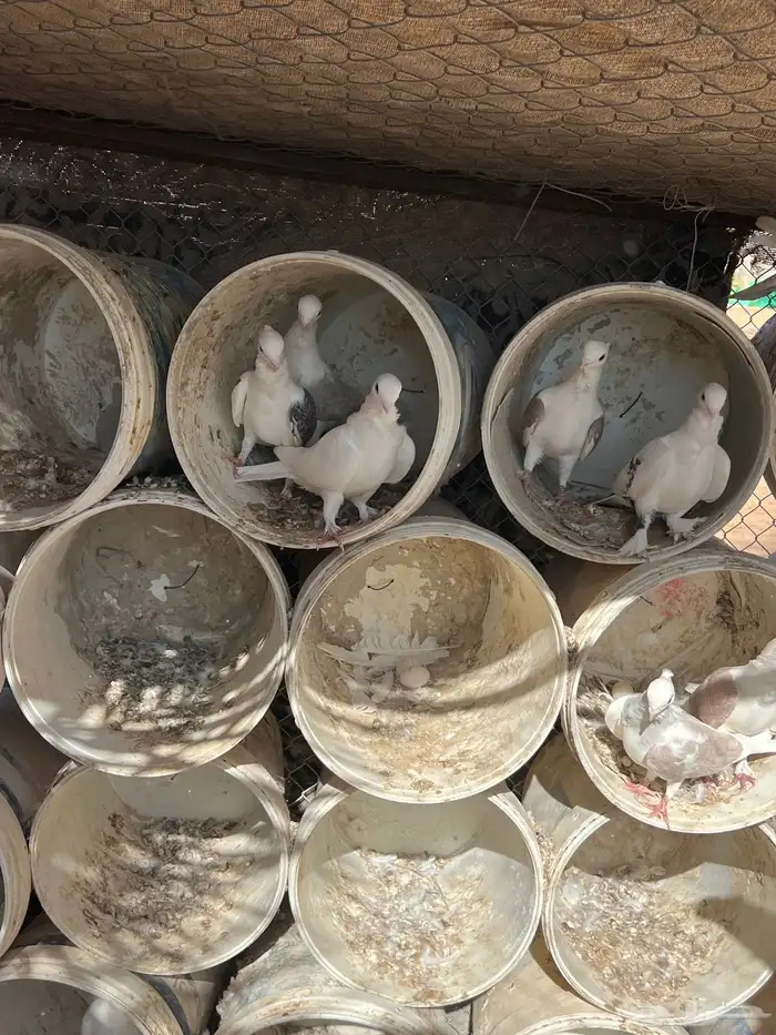 حمام حب الرمان منتج 2