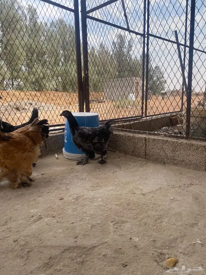 دجاج براهما وسبرايت 12