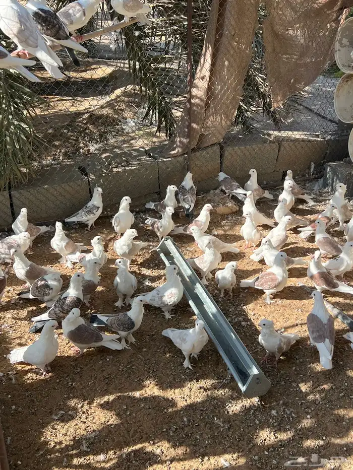 حمام حب الرمان منتج 12