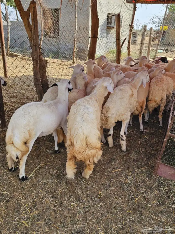 رخال حريات 4