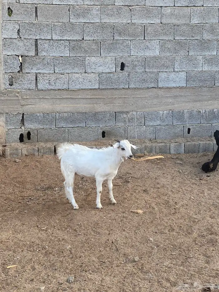 طليان ورخال وتيوس هرافي ذبايح ثلاجه 6