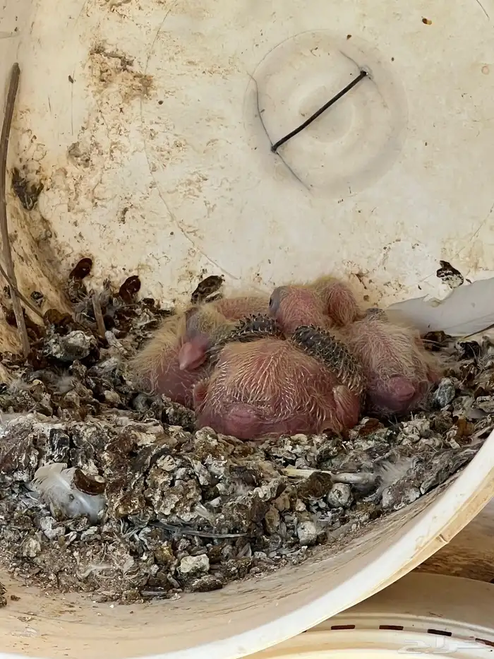 حمام حب الرمان منتج 11