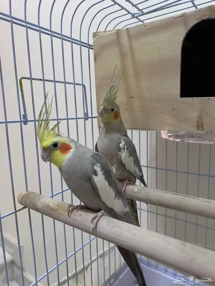 زوجين كروان للبيع 3