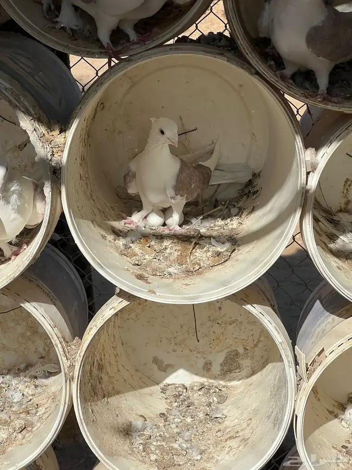 حمام حب الرمان منتج 8