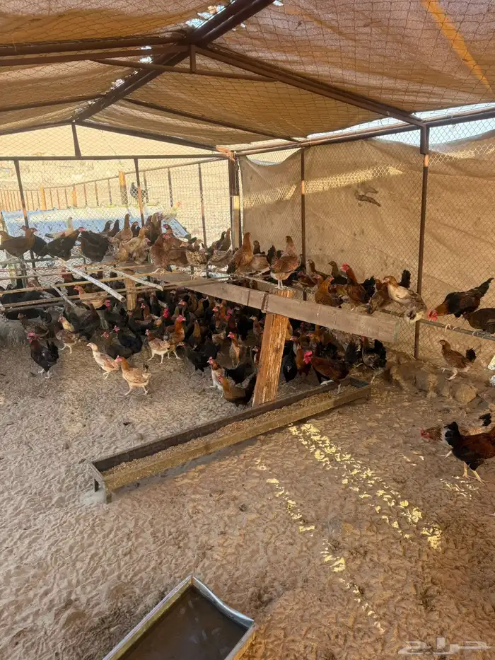 دجاج بلدي بياض 3