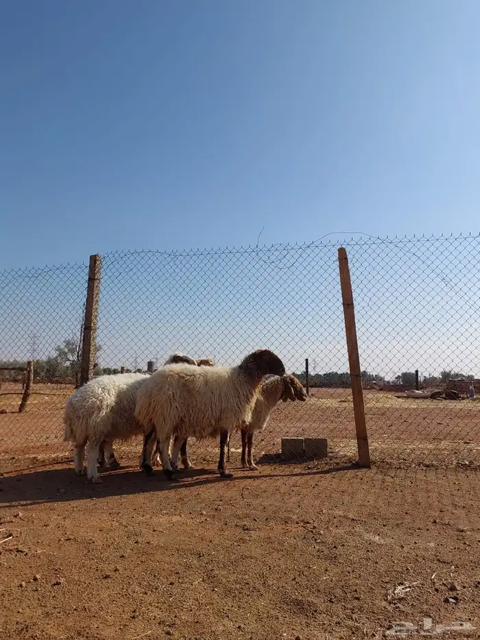 شياه مقاني 0