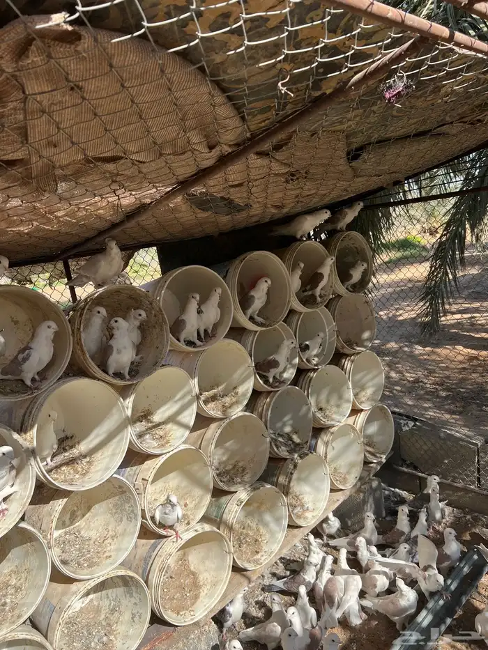 حمام حب الرمان منتج 1