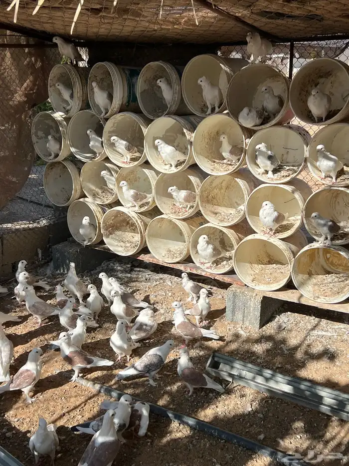 حمام حب الرمان منتج 14