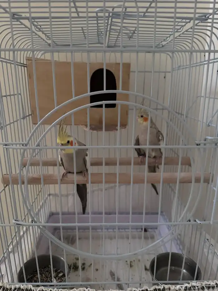 زوجين كروان للبيع 2