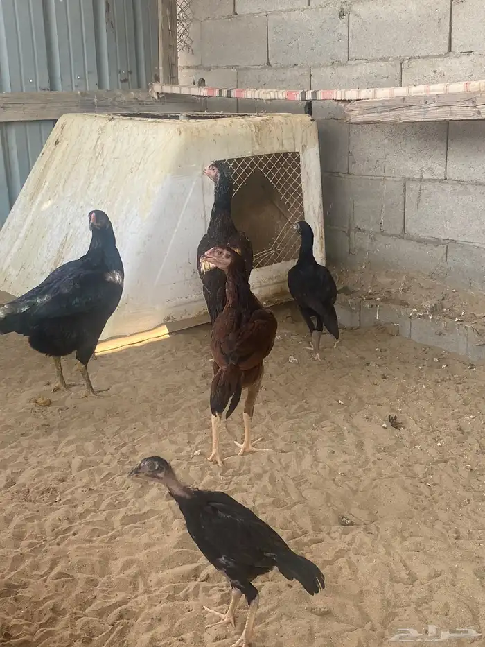 دجاج باكستاني 1