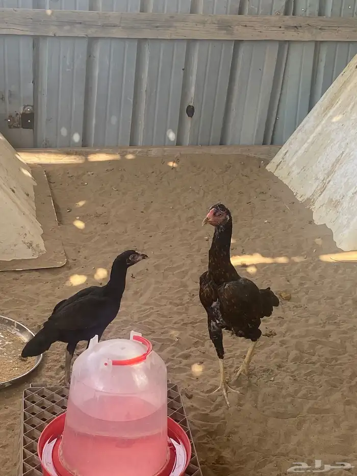 دجاج باكستاني 0