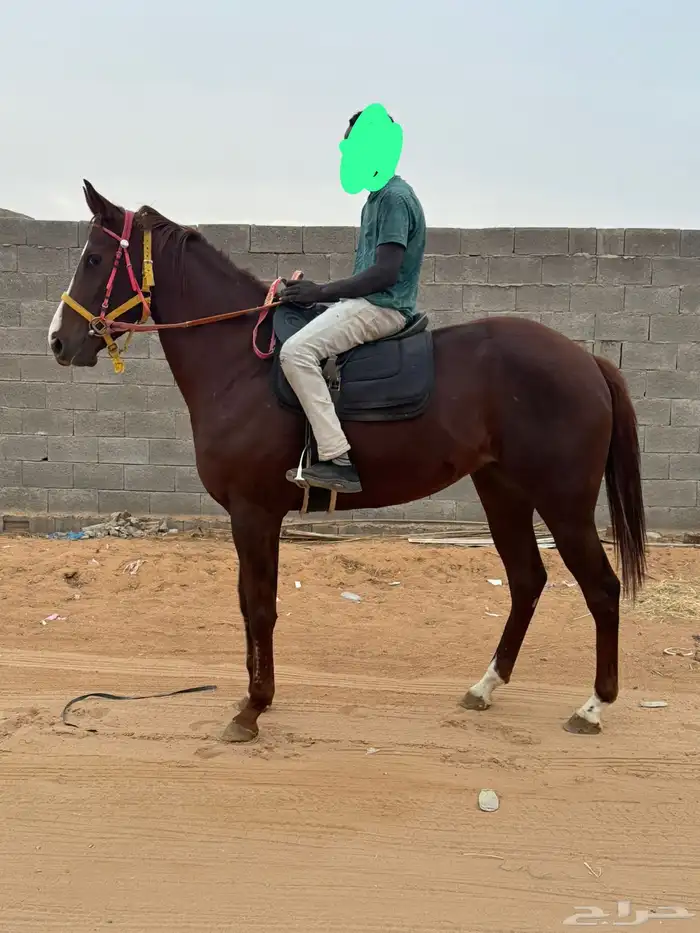 فرس انجليزيه 0