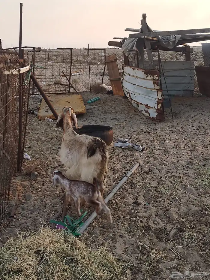 ماعز للبيع 1