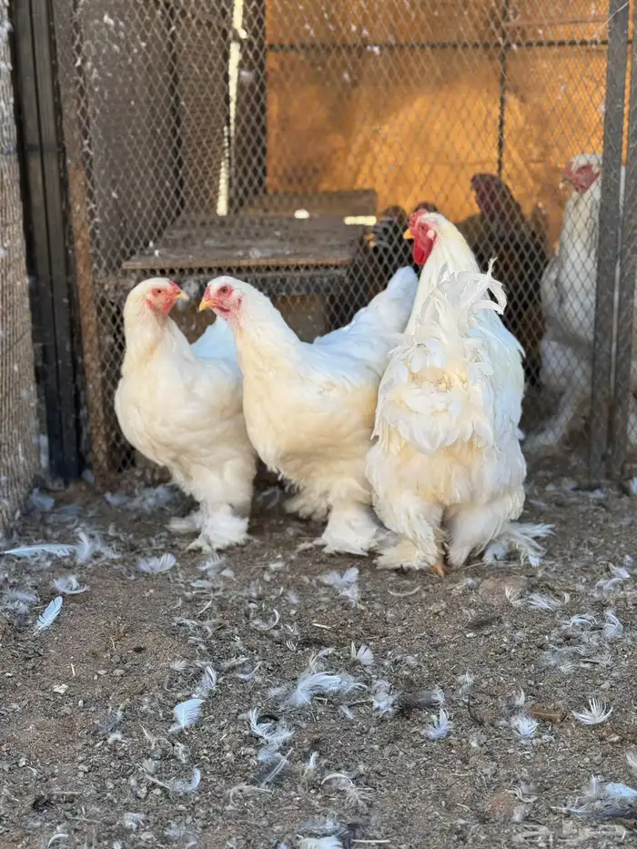 متوفر بيض براهما الماني قولد و ابيض و كلومبي كونيك مخصب 0