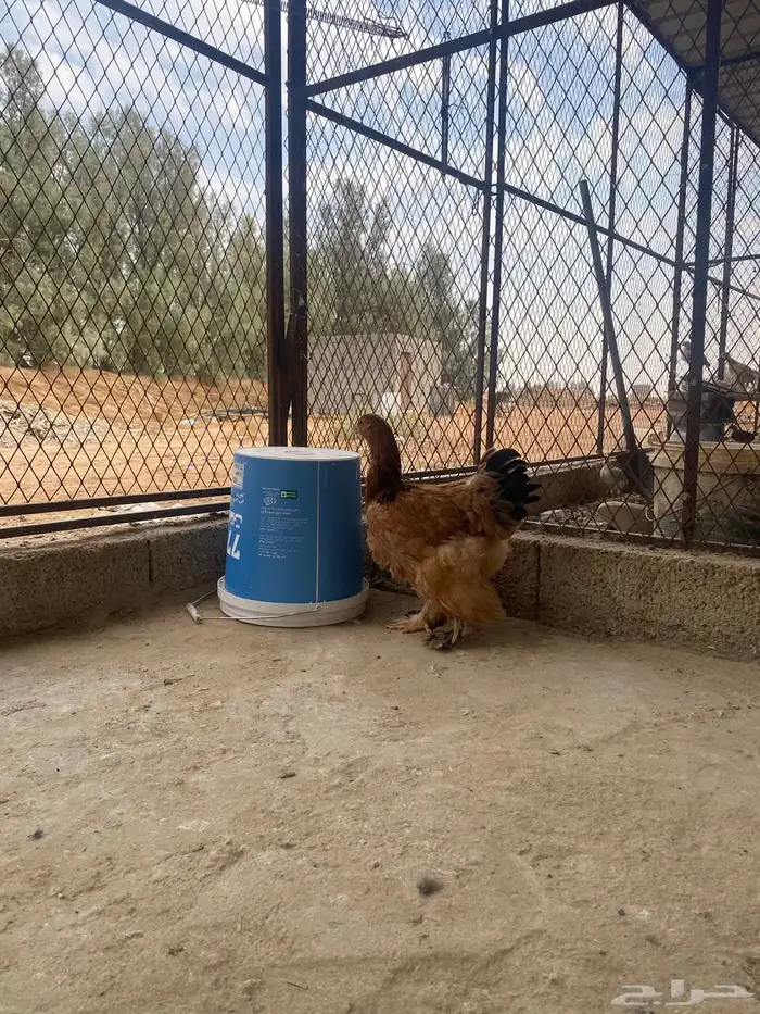 دجاج براهما وسبرايت 16