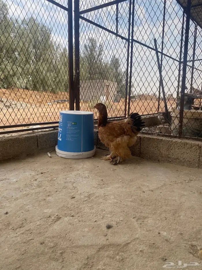 دجاج براهما وسبرايت 10