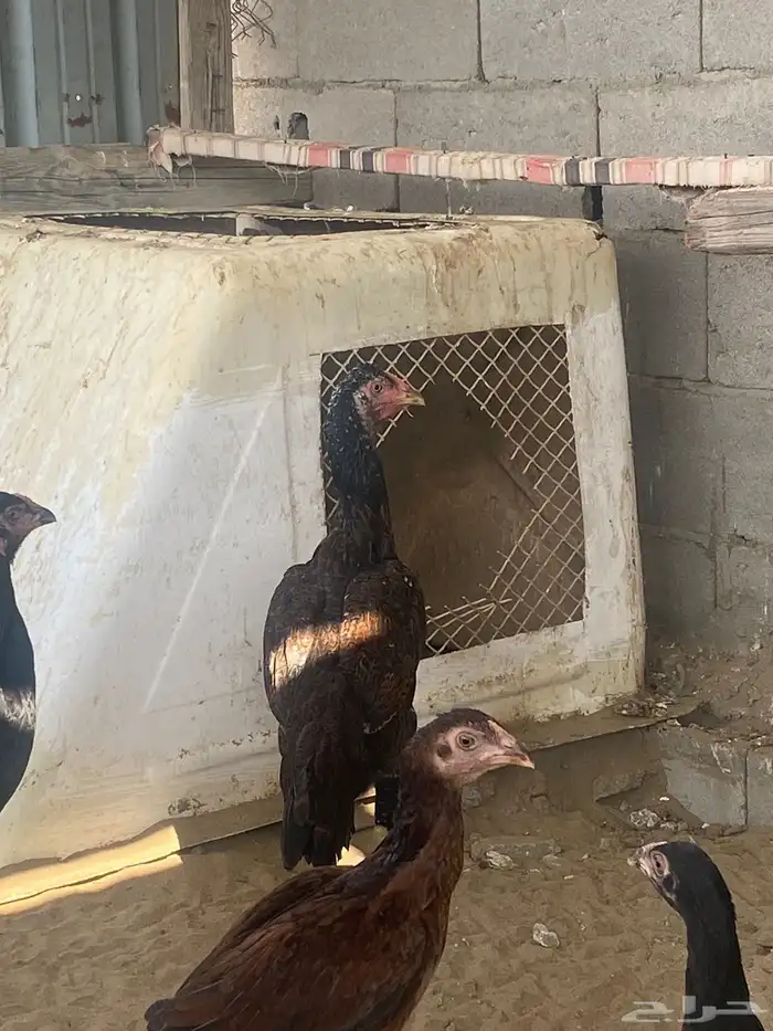 دجاج باكستاني 3