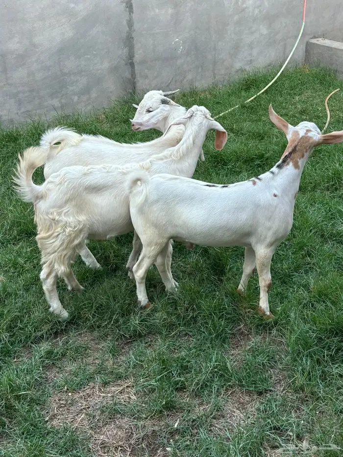 ذبايح تيوس بيشية شحم ولحم جملة و تفريد ( تم البيع ) 1