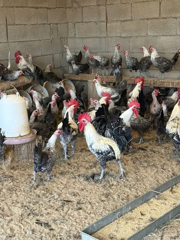 فيومي شبابي بياض جامبو 2