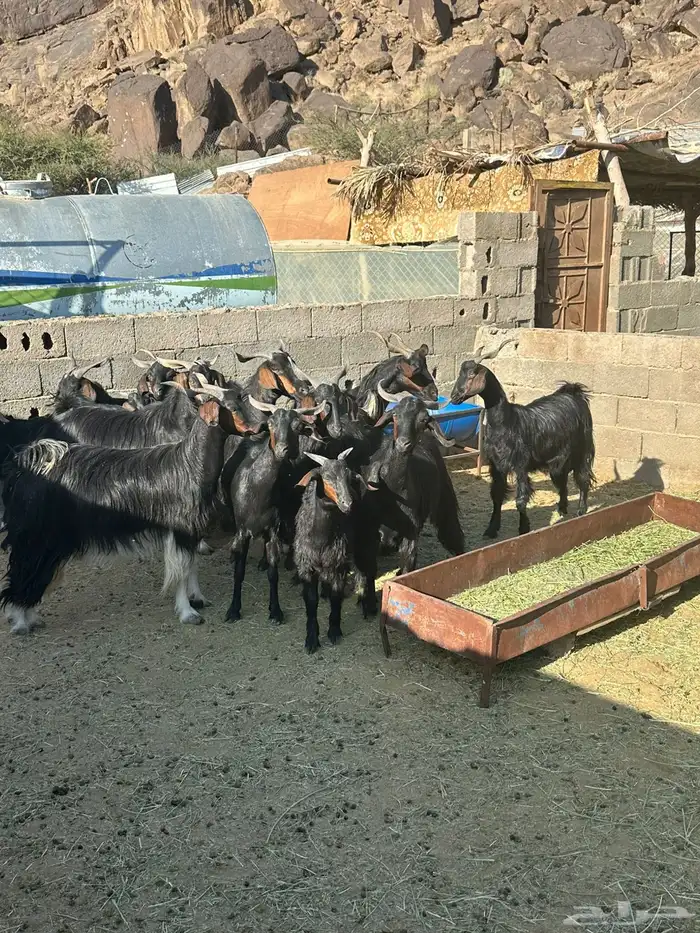 ماعز دغس فواخر 3