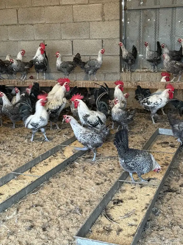 فيومي شبابي بياض جامبو 3