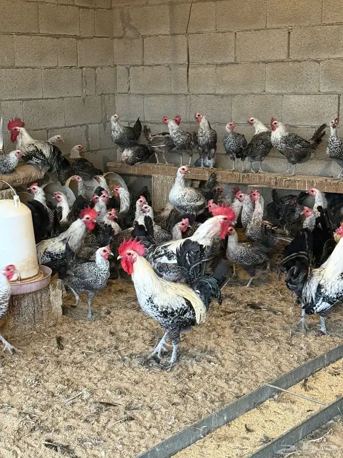 فيومي شبابي بياض جامبو 1