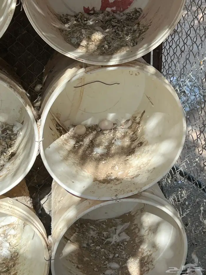 حمام حب الرمان منتج 10