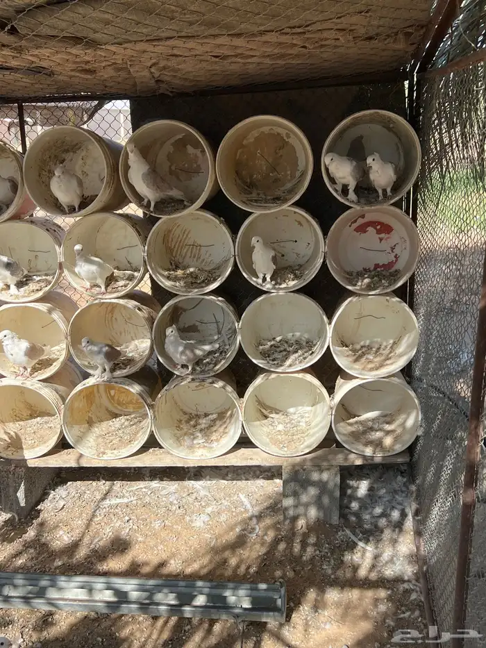 حمام حب الرمان منتج 13