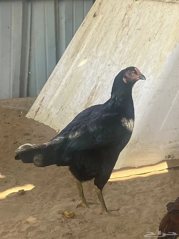 دجاج باكستاني 4