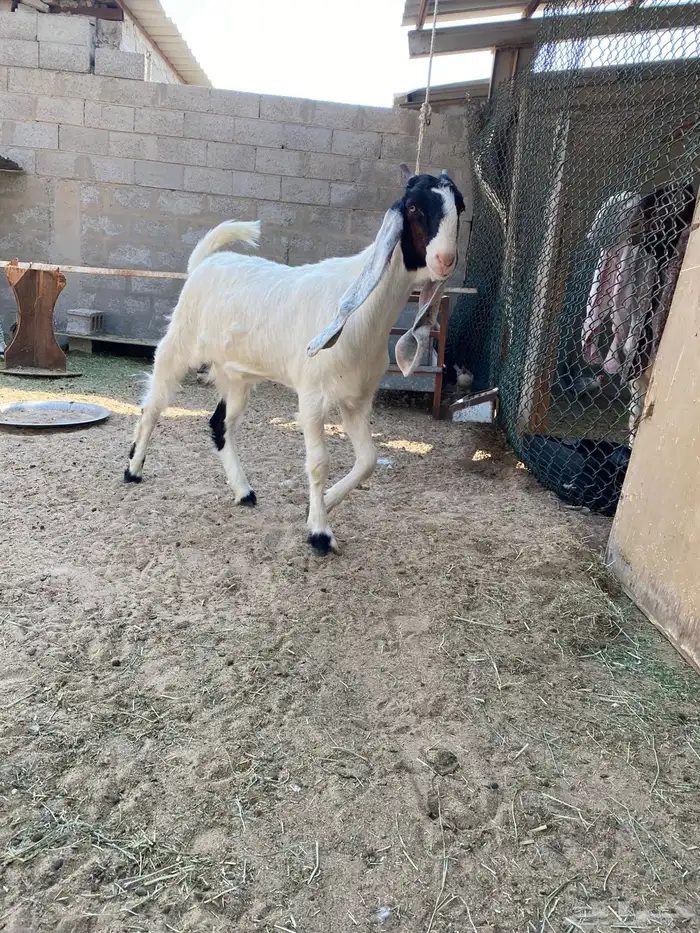 سوق المواشي الاحساء 0