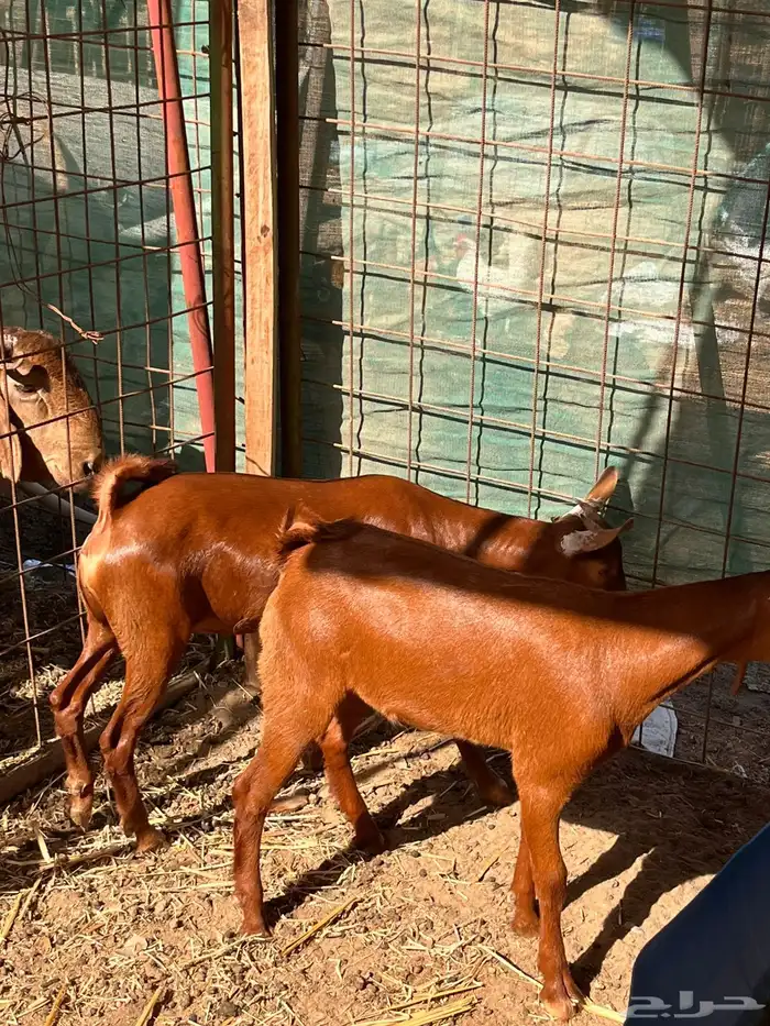 طليان حري سواكن تيوس بلدي 2