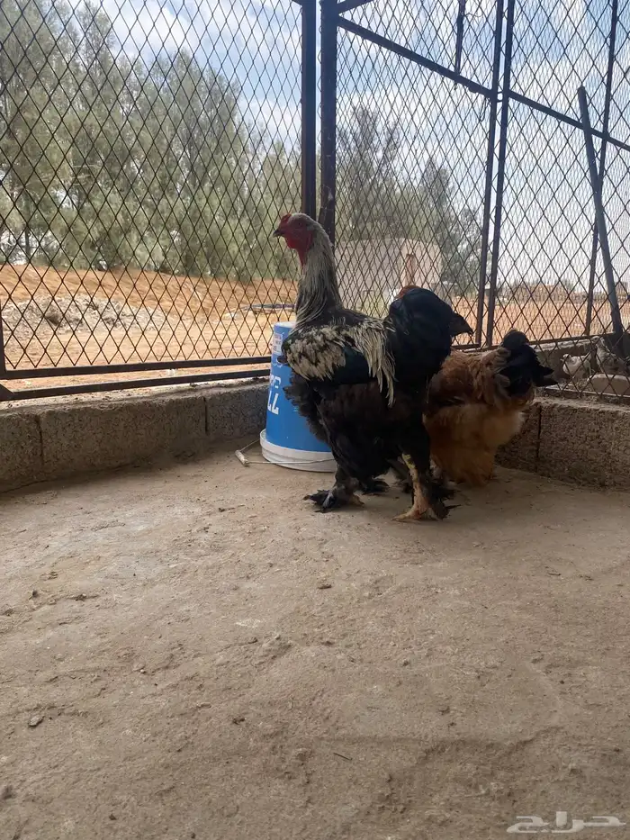 دجاج براهما وسبرايت 3