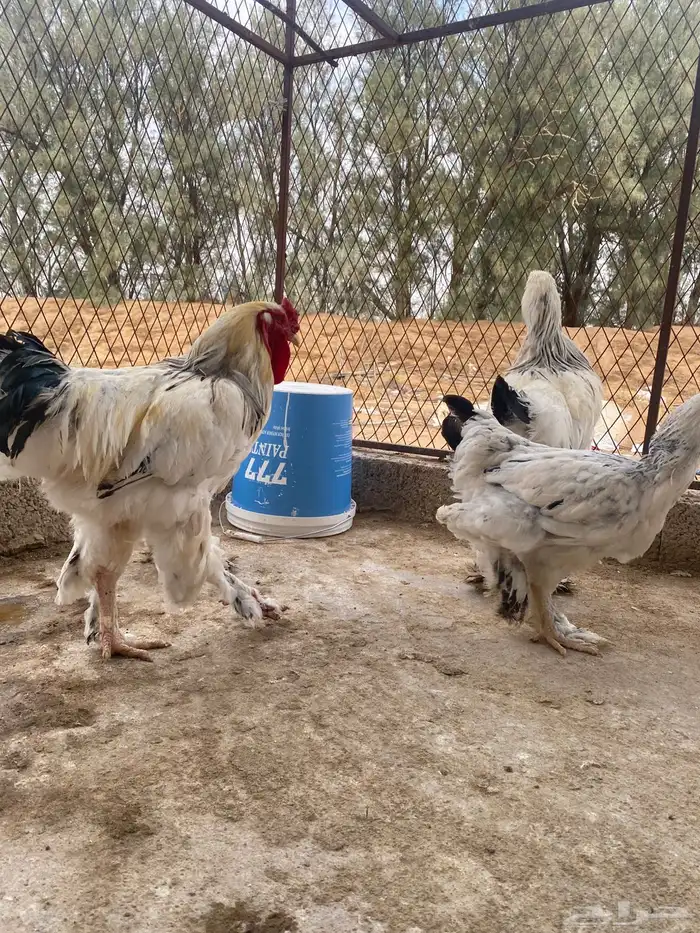 دجاج براهما وسبرايت 6