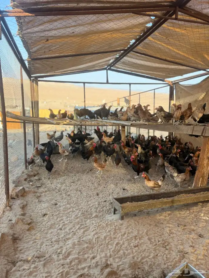 دجاج بلدي بياض 1